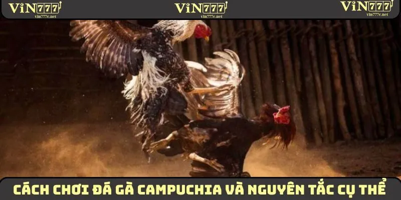 Cách chơi đá gà Campuchia và nguyên tắc cụ thể